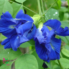 Dried Blue Butterfly pea 100 Grams 100% Organic Authenic