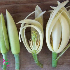 Dried White Chempaka Champee Thai Flower 100 Grams 100% Organic Authenic