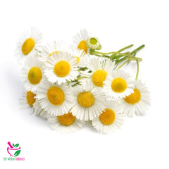 Dried White Chrysanthemum flower 100 Grams 100% Organic Authenic