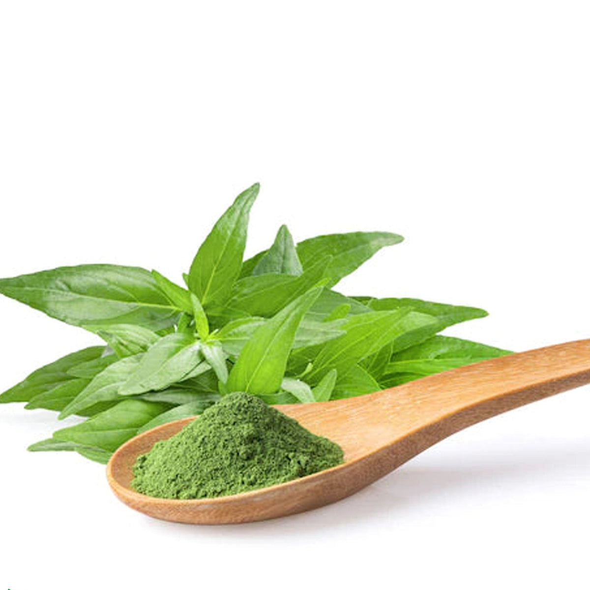 Andrographis Paniculata Kariyat Powder 100g. Green Chiretta