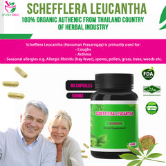 500mg Schefflera Leucantha (Hanuman Prasarngay) 90 Capsules