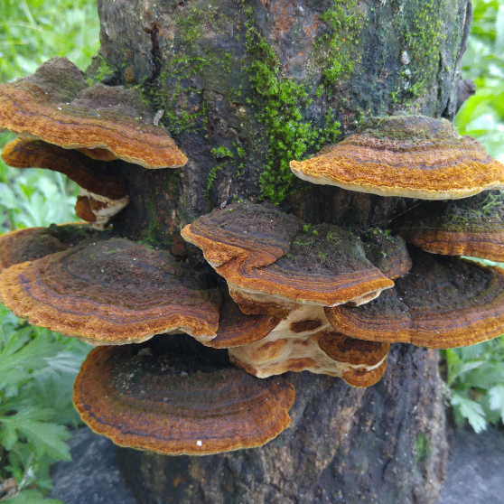 Dried Fomes Rimosus Berk Cooke 100g.
