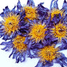 Dried Blue Lotus Flower 50g | Nymphaea Caerulea